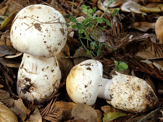 Amanita ocreata - Mushroom Species Images